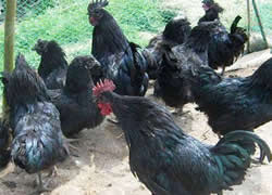 ��ھG�����u